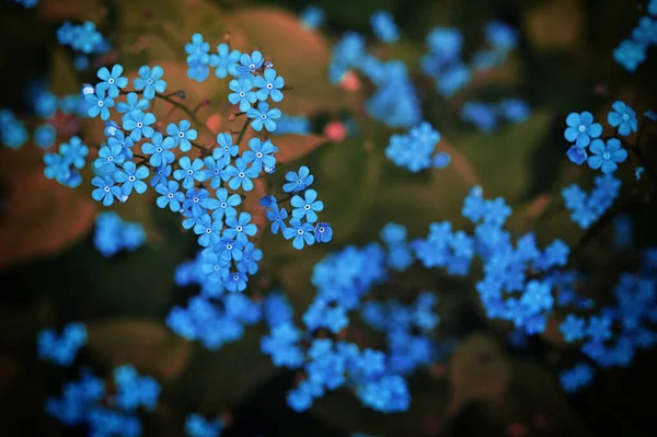 Detailní Brunnera Makrofyla Nebo Sibiřská Bugloss Modré Květy — Stock fotografie