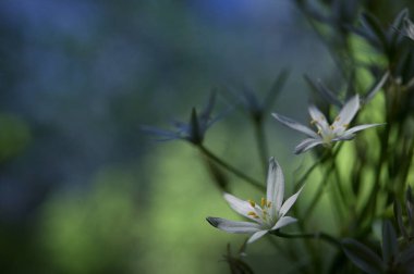 Yakın plan Ornithogalum umbellatum 'un beyaz çiçekleri veya Beytüllahim Yıldızı