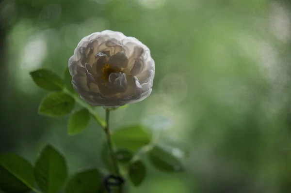 Closeup Vintage Rosa Chinensis Primavera — Fotografia de Stock