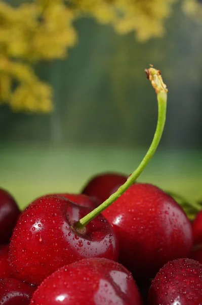Cherry Fruits in basket isolated with Nature Background