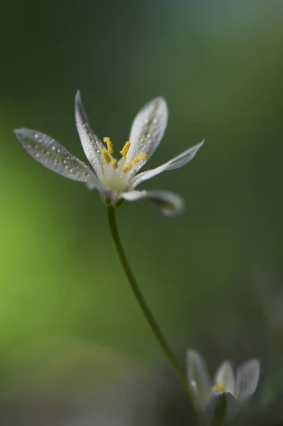 Closeup White Flowers Ornithogalum Umbellatum Star Bethlehem — Stock Photo, Image
