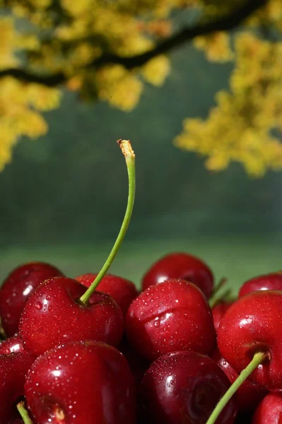 Kersen Fruit Mand Geïsoleerd Met Natuur Achtergrond — Stockfoto