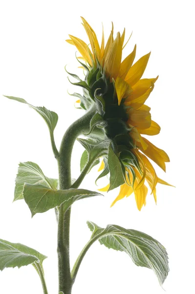 Details Sunflower Shoot Studio White Background — Stock Fotó