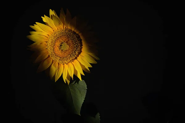 Details of Sunflower Shoot in Studio on Black Background