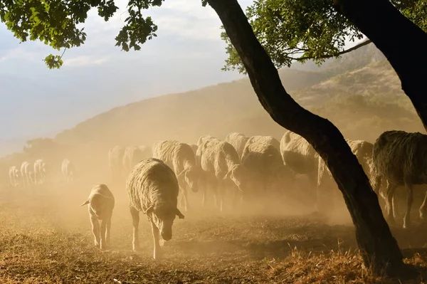 Goats Sheeps Road Greci Romania Summer Drought — 图库照片