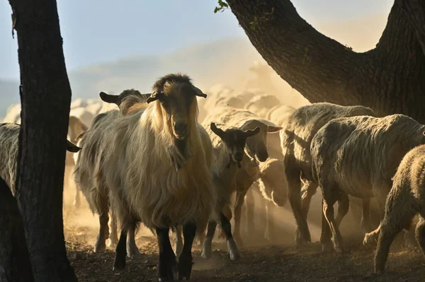 Goats Sheeps Road Greci Romania Summer Drought — 图库照片