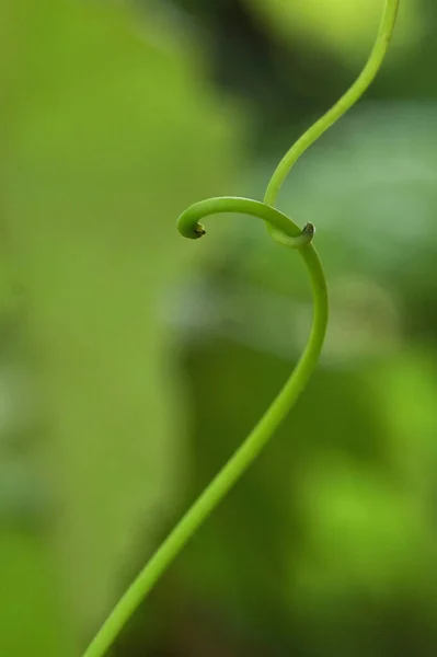 Closeup Tendrils Grape Vine Vitis Vinifera Summer —  Fotos de Stock