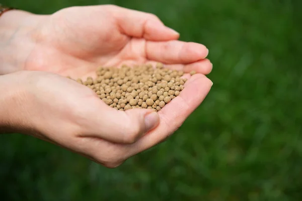 Closeup Farmer Hands Spreading Organic Universal Fertilizer — ストック写真