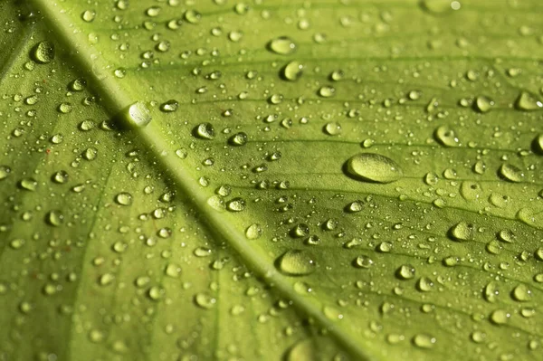 Macro Dew Drops Water Leaf Morning — Photo