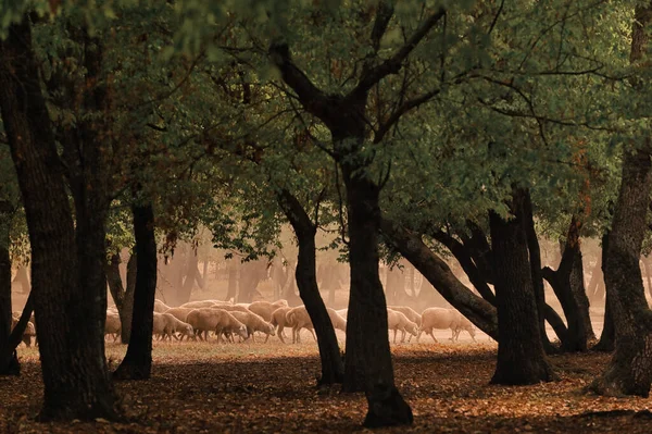 Schapen Weg Greci Roemenië Herfst Droogte Bos — Stockfoto