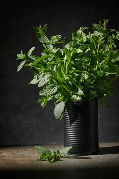 Fresh Green Mint Black Tin Can Studio — Fotografia de Stock