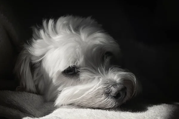 Branco Maltês Dog Bichon Deitado Sofá Sombras — Fotografia de Stock