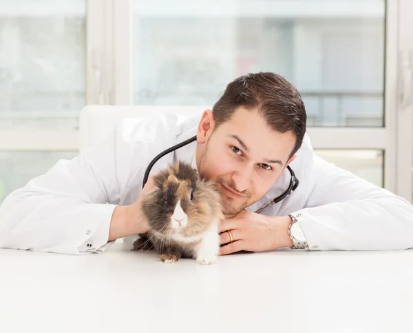 Veterinary checkup on a small dwarf rabbit — Stock Photo, Image