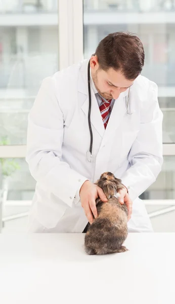 Veterinary checkup on a small dwarf rabbit — Stock Photo, Image