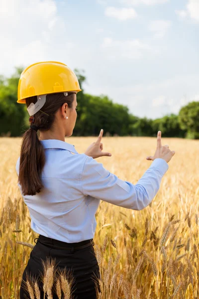 Female architect inside a wheat field — Stock Photo, Image