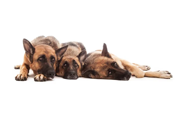 Three German Shepherds relaxing on the floor — Stock Photo, Image