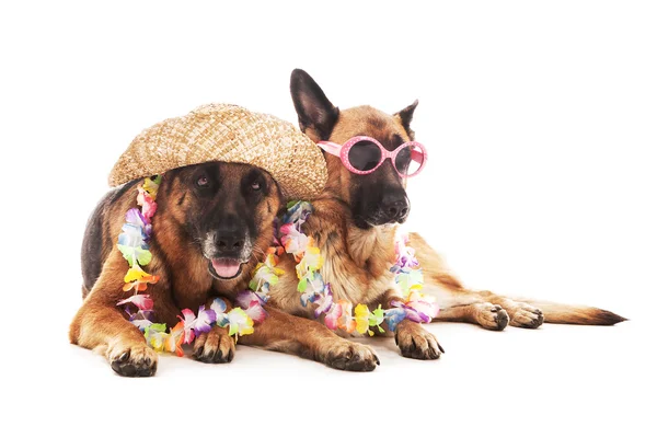 German Shepherd in Hawaiian style — Stock Photo, Image