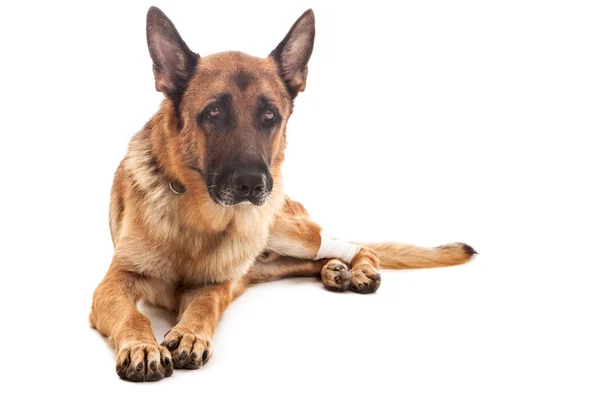 Injured German shepherd — Stock Photo, Image