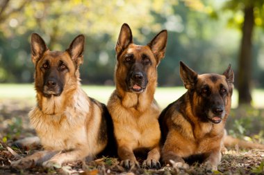 bir parkta Alman çoban