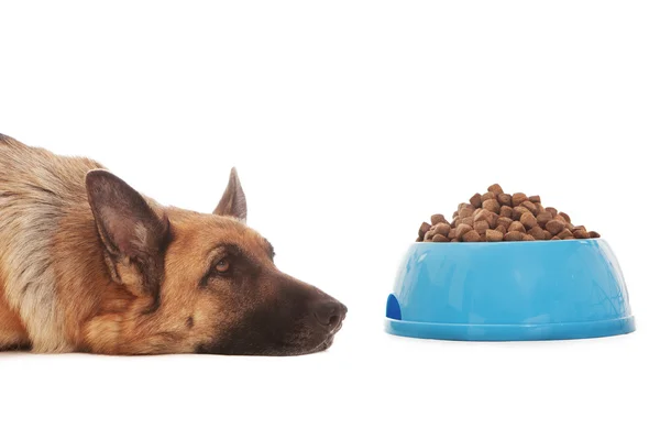 Conceptual photo of non hungry dog — Stock Photo, Image