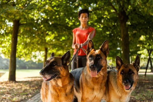 Mulher é cão sentado com três pastores alemães — Fotografia de Stock