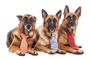 üç iş köpekleri