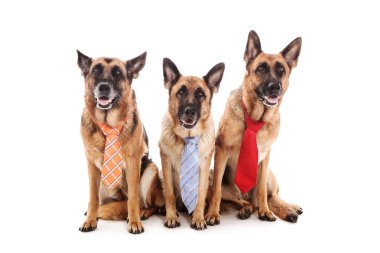 üç iş köpekleri