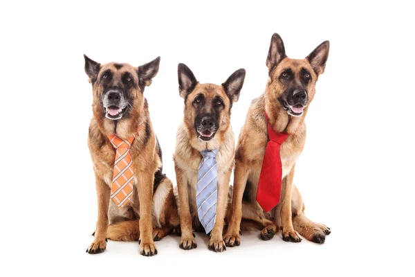 Tres perros de negocios —  Fotos de Stock