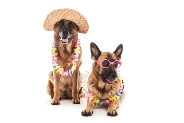 Hawaiian dog — Stock Photo, Image