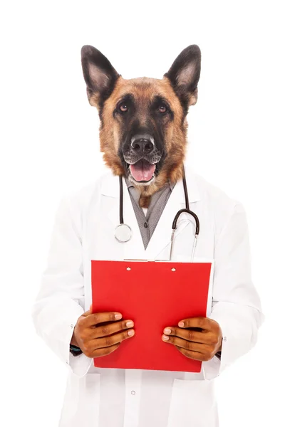 Konceptuella veterinärmedicinska Foto — Stockfoto