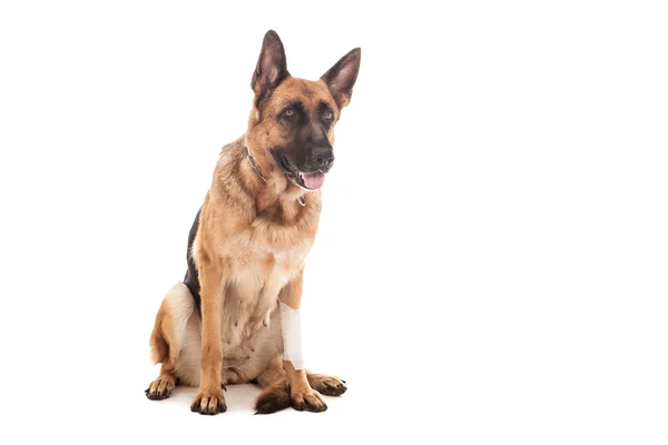 Injured German shepherd — Stock Photo, Image