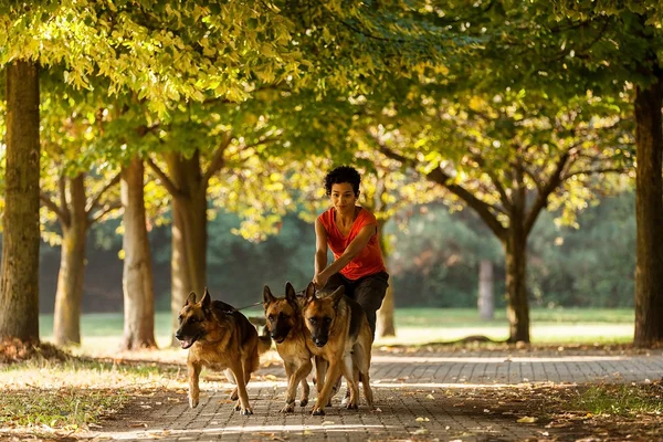 Mujer es perro sentado con tres pastores alemanes —  Fotos de Stock