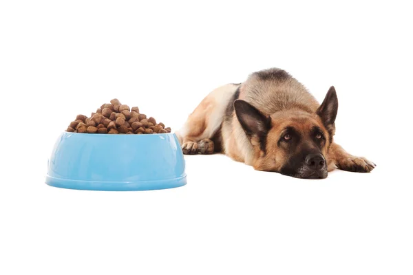 Conceptual photo of non hungry dog — Stock Photo, Image