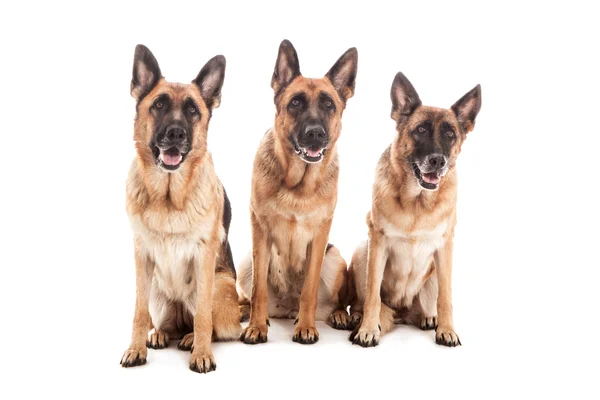 Portrait of three German shepherds — Stock Photo, Image