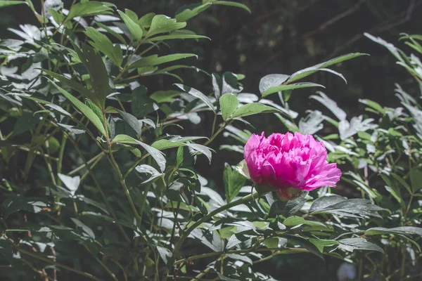 Fiore Peonia Rosa Una Luce Mistica Arbusto Verde Giardino — Foto Stock