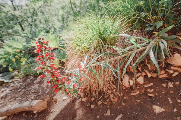 Echium Russicum Nebo Ruský Bugloss Kvetoucí Rostlina Straně Turistické Stezky — Stock fotografie