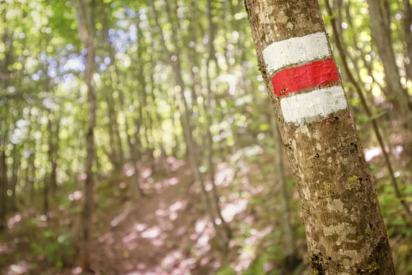 Hiking trail in a dense forest with a paint mark on a tree. Infrastructure of paths in the national and natural park