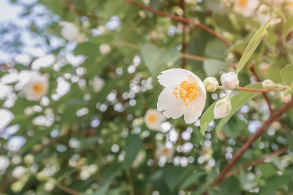 Flowering of the jasmine shrub plant - valuable herb in folk medicine and aromatherapy