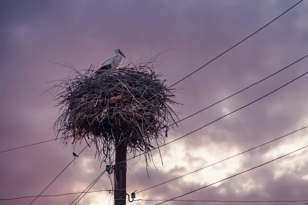 Stork Has Built Huge Nest Electric Pole Village Ancient Folk — Stock Photo, Image