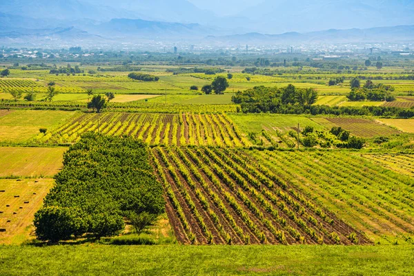 Landwirtschaftliche Felder Auf Denen Weinberge Und Andere Obst Und Gemüsekulturen Stockbild