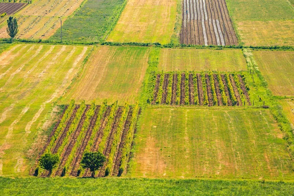 Landbouwvelden Waar Wijngaarden Andere Groente Fruitgewassen Groeien — Stockfoto