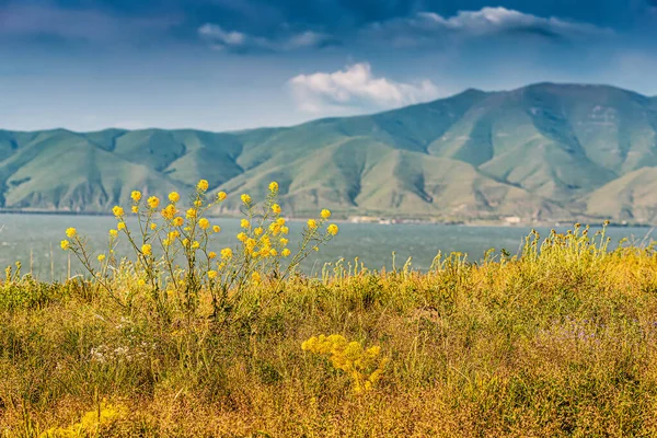 Rapeseed Virágzik Egy Sziklán Kilátással Sevan Tóra Örményországban Ökológia Fogalma — Stock Fotó