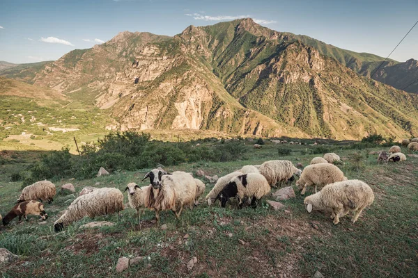 Rebaño Ovejas Pastando Las Montañas Del Cáucaso — Foto de Stock