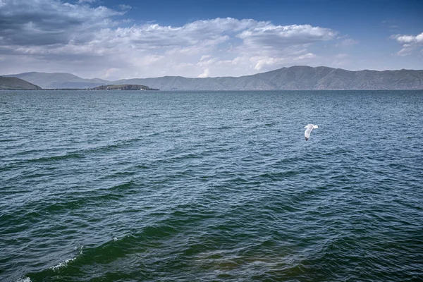 Севанове Озеро Літаюча Чайка Над Хвилями Природа Вірменії — стокове фото