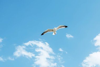 Yalnız büyük martı bulutlarla gökyüzünde uçuyor.