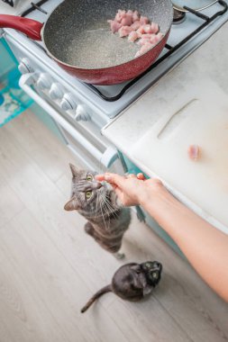 İki kedi çalıp evde yemek pişiren bir ev kadınından et istiyor.