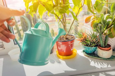 Ev hanımı, sevimli mavi bir su bidonundan pencere eşiğindeki saksıda çiçekleri suluyor. Ev işleri ve bahçe işleri.