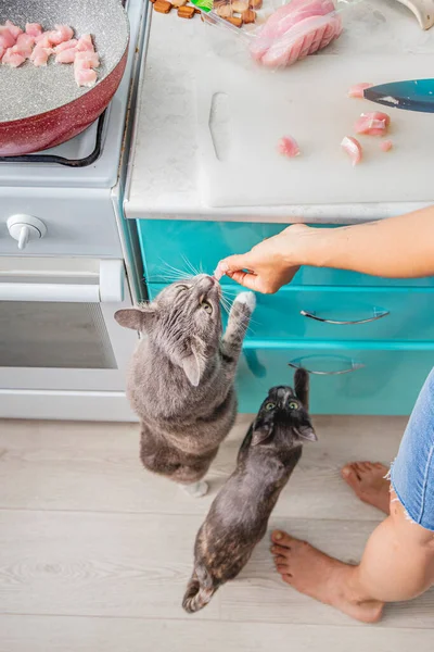 İki kedi çalıp evde yemek pişiren bir ev kadınından et istiyor.