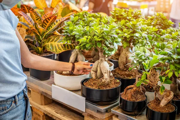 Wanita Membeli Pot Tanaman Ficus Gingseng Sebuah Gudang Grosir Sebuah — Stok Foto