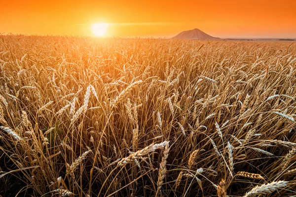 Ett Fält Mogen Råg Solens Gyllene Strålar Ensam Berg Shihan — Stockfoto